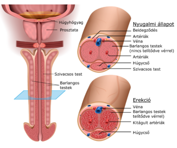 Az erekció anatómiája